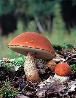 Leccinum: Orange Bolete Fungi in autumn