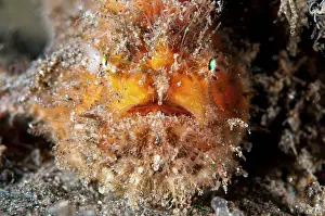 Biocellatus: Orange Brackish Frogfish with shrimp-like lure on black sand