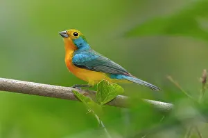 Bunting: Orange-breasted Bunting, Passerina leclancherii. Nayarit