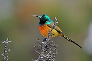 Violacea: Orange-breasted Sunbird