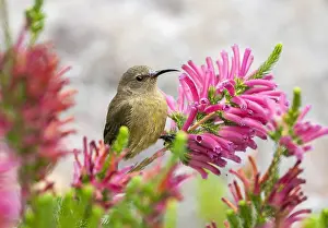 Violacea: Orange-breasted Sunbird (Anthobaphes violacea)
