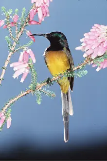Sunbirds: ORANGE-BREASTED SUNBIRD - on stem with flowers