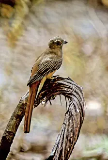 Trogon: Orange-breasted Trogon, Cambodia
