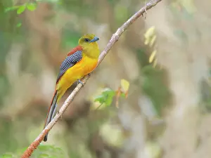 Vietnam: Orange Breasted Trogon Harpactes oreskios Cat Tien