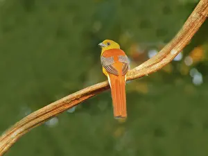 Vietnam: Orange Breasted Trogon Harpactes oreskios Cat Tien
