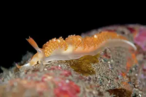 Cerata: Orange Brock's Moridilla Nudibranch