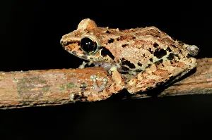 Sinharaja: Orange canthal shrub frog