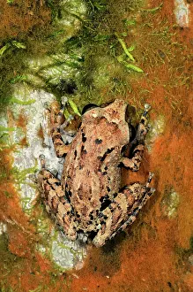 Sinharaja: Orange canthal shrub frog