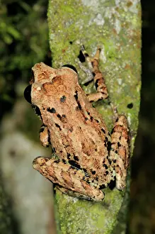 Sinharaja: Orange canthal shrub frog