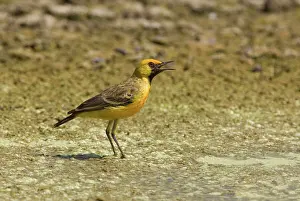Aurifrons: Orange Chat