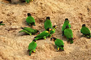 Zoopharmacognosy: Orange-cheeked Parrot - at clay lick