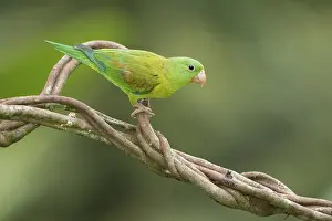 Panama: Orange-chinned Parakeet (Brotogeris jugularis)