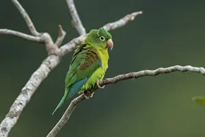 Parakeet: Orange-chinned Parakeet (Brotogeris jugularis) Rio