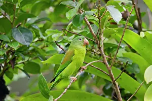 Chinned: Orange-chinned Parakeet / Tovi Parakeet