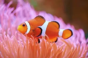 Damselfish: Orange clownfish (Amphiprion percula) in a aquarium
