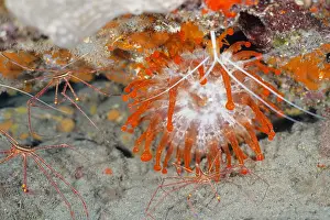 Arrow: Orange club-tipped anemone (Telmatactis cricoides) with arro