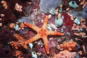 Valerie & Ron Taylor: ORANGE COLOUR SEA STAR / Starfish