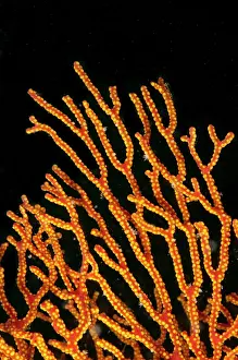 Sipadan: Orange Coral