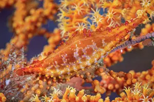 Fans: Orange Cowry on a Orange Sea fan, Richelieu Rock