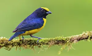 Crowned: Orange-crowned Euphonia, cloud forest, Ecuador