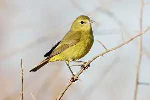 Vermivora: Orange-crowned Warbler