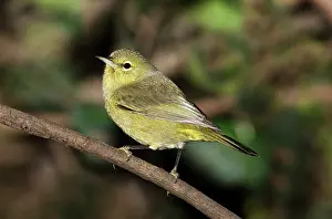 Vermivora: Orange-crowned Warbler