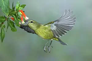 Vermivora: Orange-crowned Warbler
