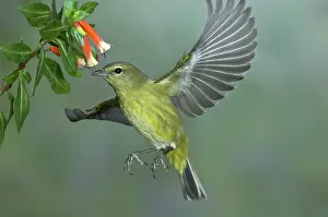 Vermivora: Orange-crowned Warbler