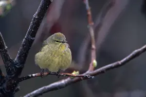 Parulidae: Orange-crowned Warbler