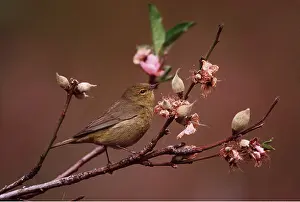 Alan Greensmith: Orange-Crowned WARBLER