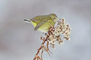 Vermivora: Orange-crowned Warbler in winter