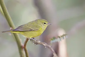 Vermivora: Orange-crowned Warbler - in winter