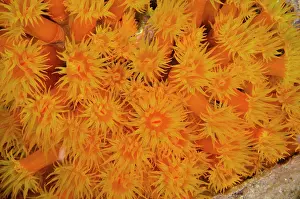 Pete: Orange Cup Coral (Tubastraea coccinea)