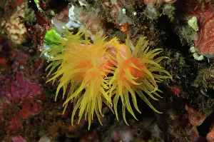 Coccinea: Orange Cup Coral (Tubastraea coccinea), Pacific