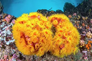 Visayan: Orange cup Coral (Tubastraea coccinea), Pescador