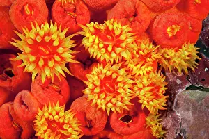 Tubastrea: Orange cup coral, Tubastrea coccinea, Malpelo Island, Nation