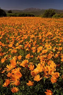Namaqua: Orange Daisies. Skilpad Reserve, Namaqua National