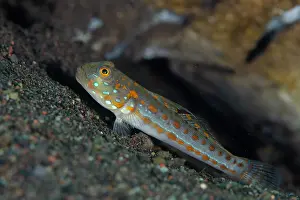 Seraya: Orange-dashed Goby - Pong Pong dive site, Seraya