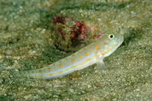 Padar: Orange-dashed Goby Rusak Gigi dive site, Padar Island