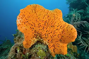 Carribean: Orange elephant ear sponge Agelas clathrodes Santa Lucia Cam