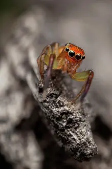 Pallida: Orange faced jumping spider male (Prostheclina pallida)