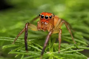 Pallida: An orange faced jumping spider (Prostheclina pallida)