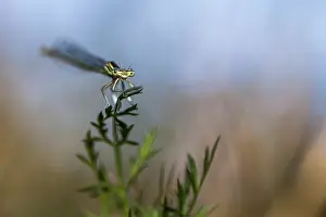Platycnemis: Orange Featherleg