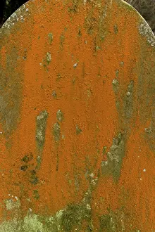 Filamentous: An orange filamentous alga - on old gravestone at Culbone