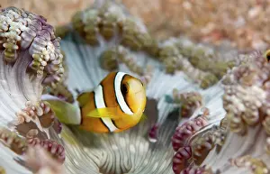 Heteractis: Orange-fin Anemonefish