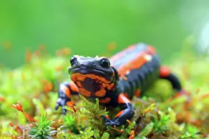 Variation: Orange Fire salamander (Salamandra salamandra)