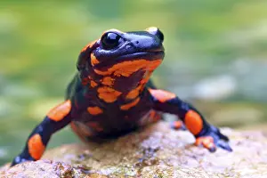 Variation: Orange Fire salamander (Salamandra salamandra)