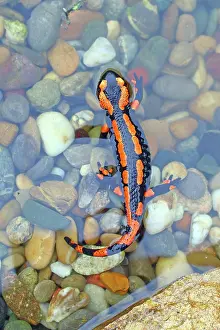 Variation: Orange Fire salamander (Salamandra salamandra)