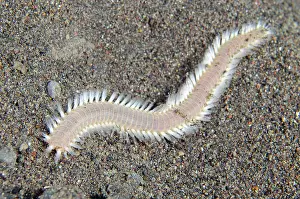 Fire: Orange Fire Worm - Melasti dive site, Amed, Karangasem