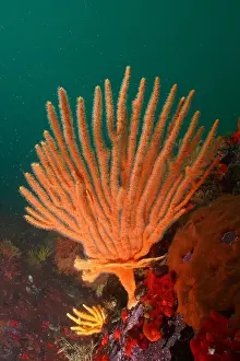 Table: Orange flagellar sea fan (Eunicella albicans), False